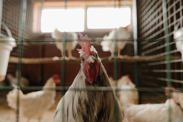 Gripe aviária: entenda riscos, transmissão e como se proteger