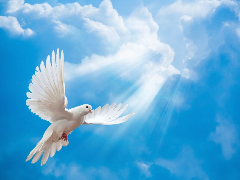 Entenda por que o Espírito Santo é representado por uma pomba