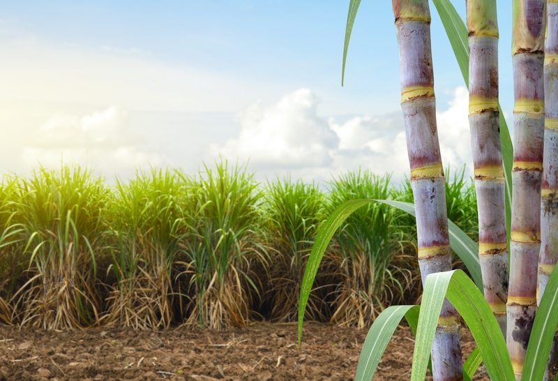 Saiba mais sobre a cana-de-açúcar: energia sustentável e desafios