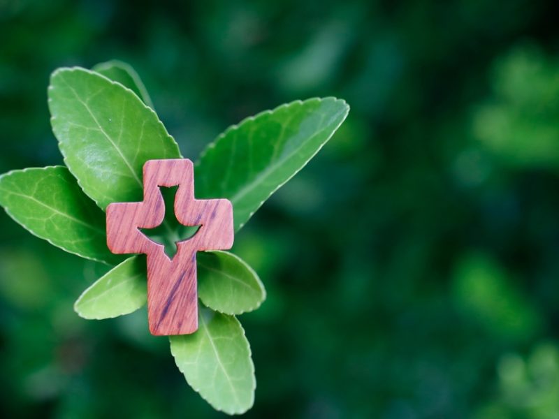 Inscrições abertas para o curso de Animadores Laudato Si’: uma formação global em defesa da “casa comum”