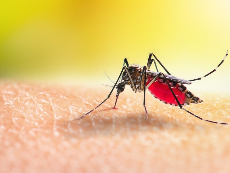 Mitos e verdades sobre a dengue que você precisa saber para se proteger e cuidar do próximo