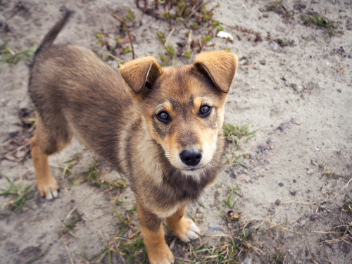 Dezembro Verde e os direitos dos animais: campanha de conscientização contra o abandono