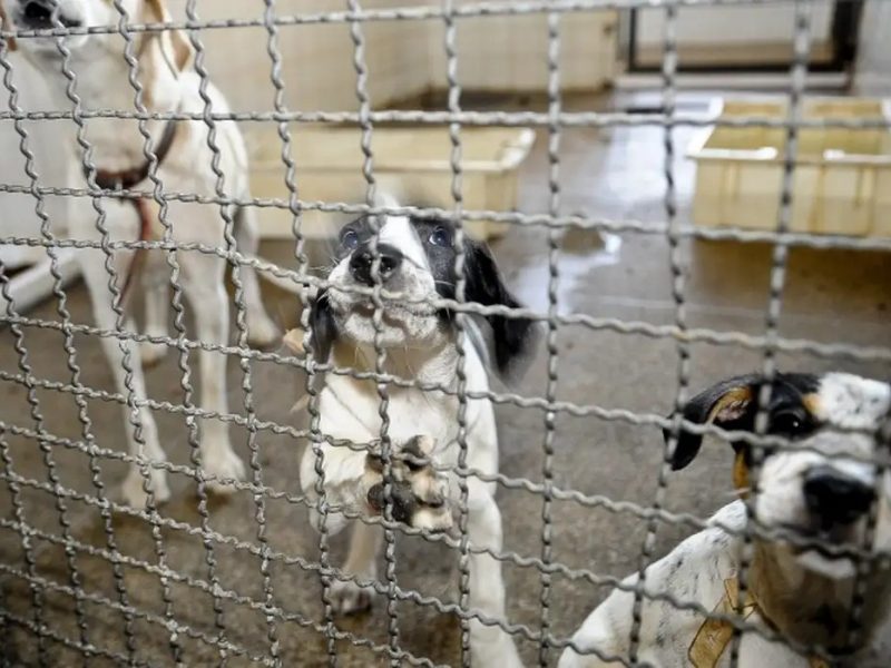 É possível substituir os animais nos experimentos científicos?