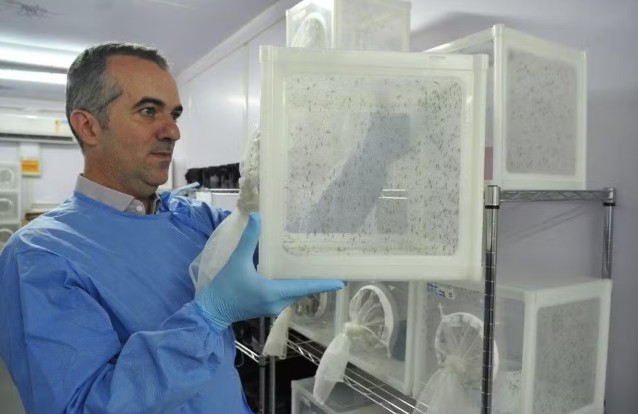 Cientista brasileiro lidera projeto dos “mosquitos do bem”, que busca combater doenças como dengue, zika e chikungunya