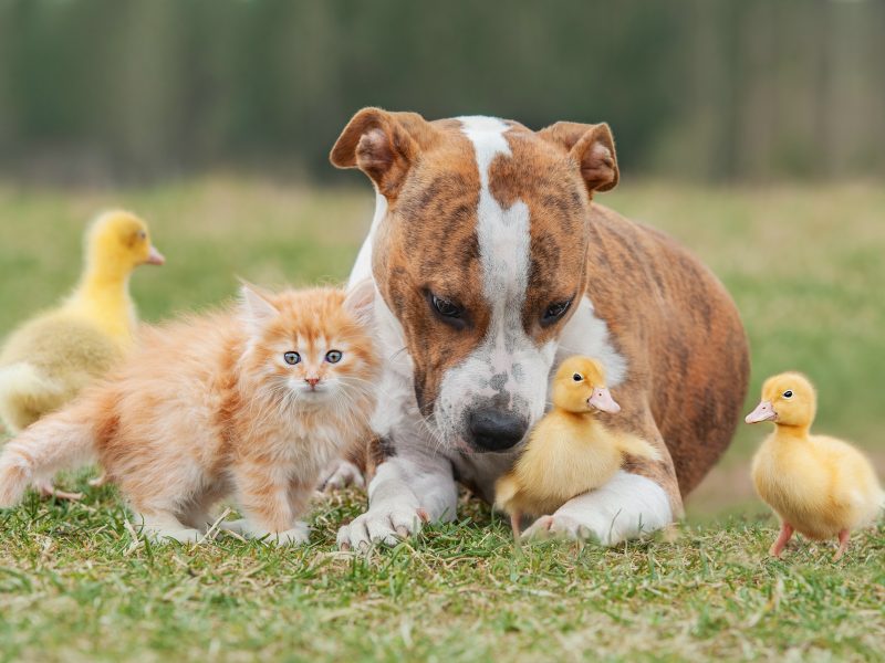 Curiosidades sobre os direitos dos animais