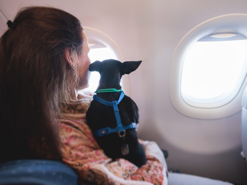 A Lei Joca e as viagens de avião com animais domésticos