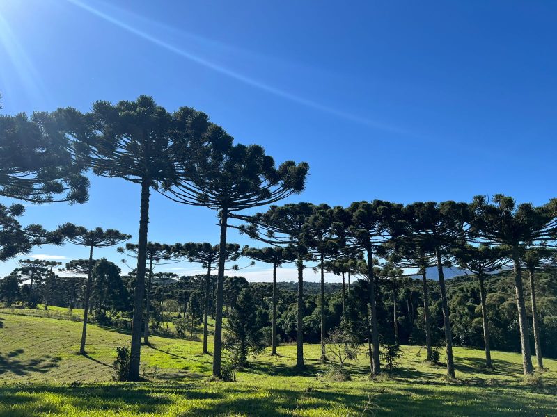 A Terra Prometida que fica entre araucárias e nascentes da Mata Atlântica no Paraná
