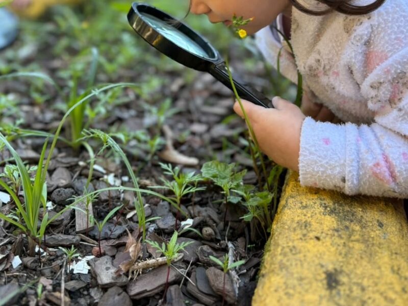 Direito à natureza vira lei: o que a Bíblia e a Igreja já diziam sobre o cuidado da criação